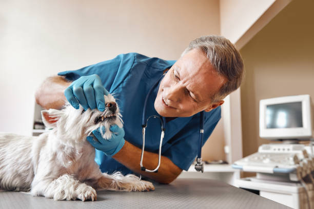 Best Emergency Treatment for Dental Infections or Abscesses in Crimora, VA